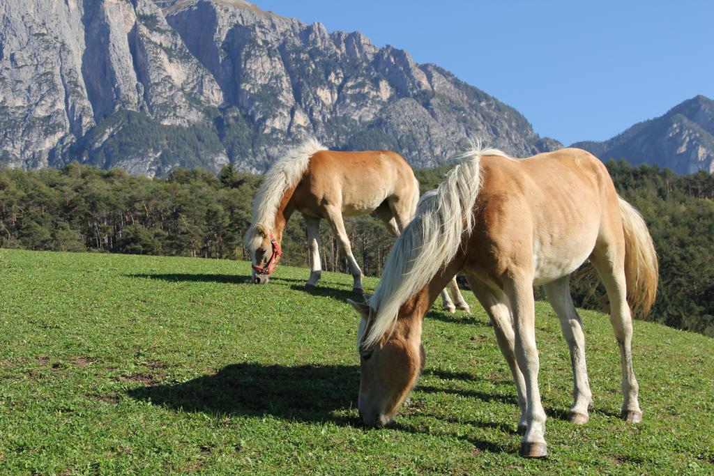 Gfliererhof Βίλα Fiè Εξωτερικό φωτογραφία